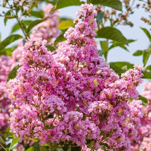 KaiLee　セアノサス　カルフォルニア　ライラック　 セット KaiLee セアノサス カルフォルニア ライラック セット KaiLee様